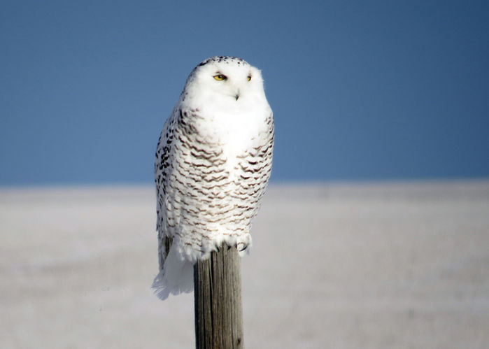 Snowy owl